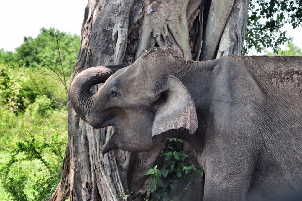 elephant, sri lanka, wildlife-4704419.jpg