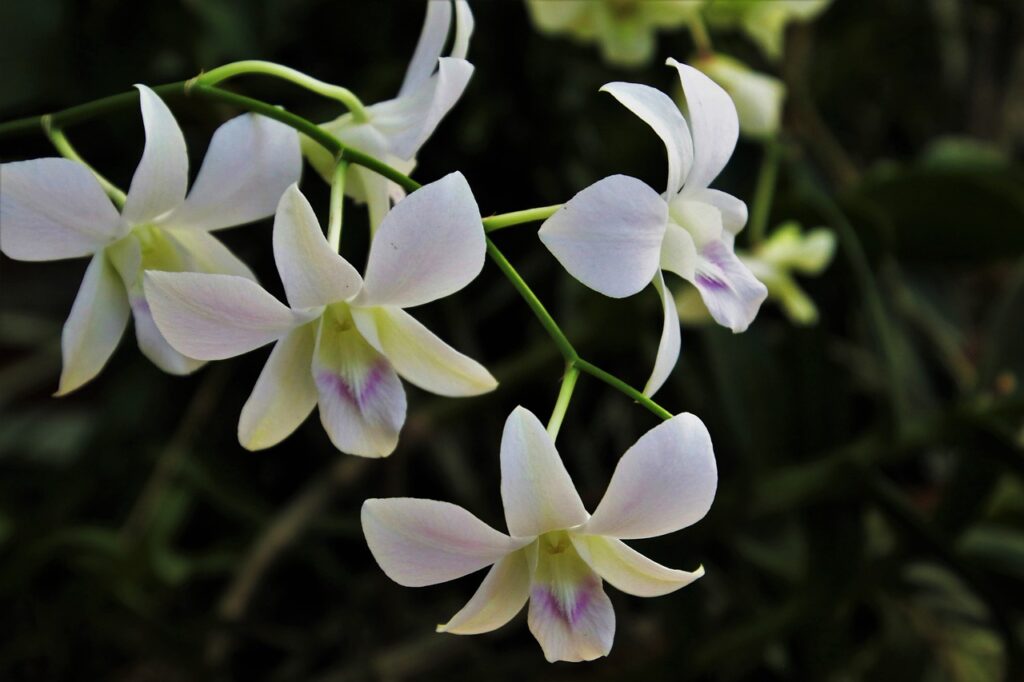 orchid, exotic, biel-3258391.jpg