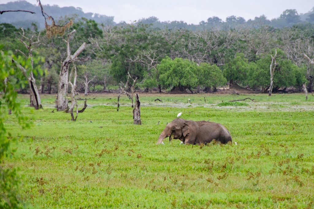 sri lankan elephant, elephant, nature-4043774.jpg